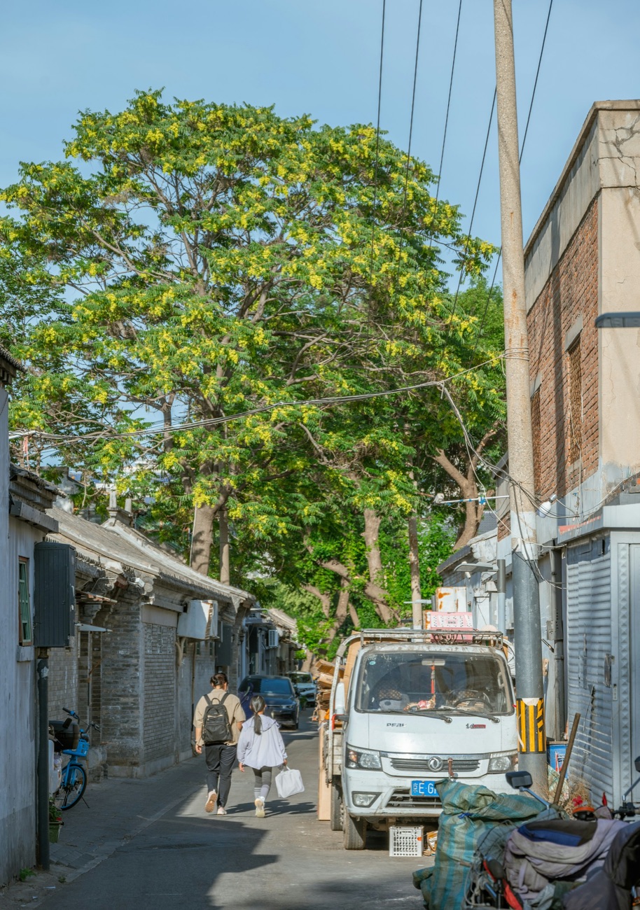 People walking through a leafy residential hutong in Beijing